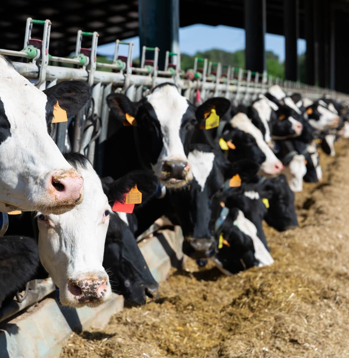 牧場で餌を食べる牛