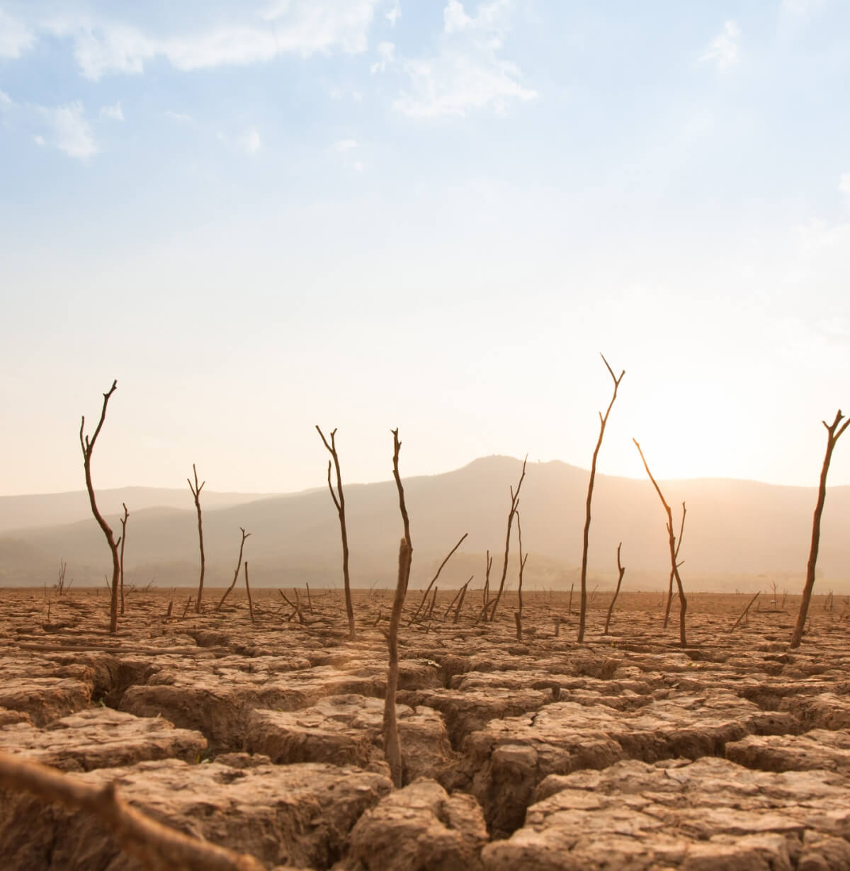 砂漠化した土地